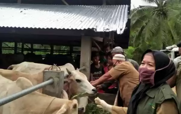 Pemkot Padangsidimpuan Lakukan Pemeriksaan Kesehatan Hewan Kurban