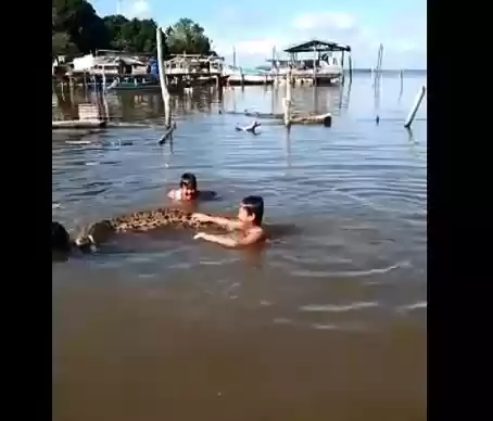 Takut di santap Buaya, Malah Anak Anak ini Berenang bersama Buaya