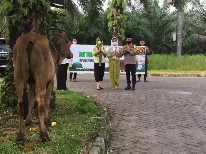 Peduli Sesama,  Komunitas BKK Sumbang 1 Ekor Sapi Qurban 