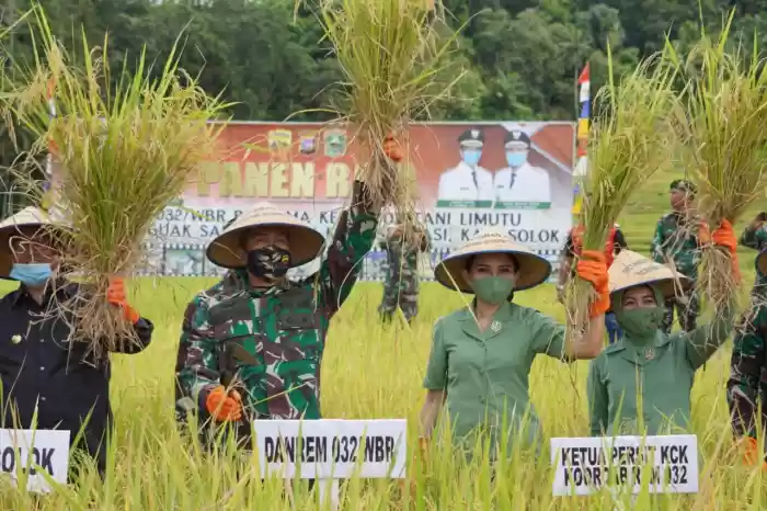 Korem 032/Wbr bersama Kelompok Tani Limutu Kab Solok Panen Raya Padi 