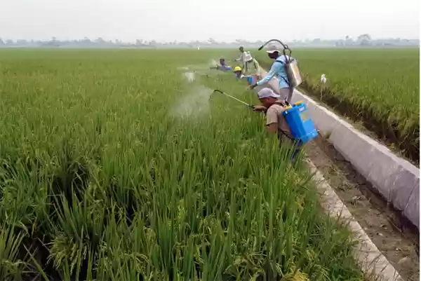Petani Harus Waspadai Serangan Hama Wereng Setelah Tanam