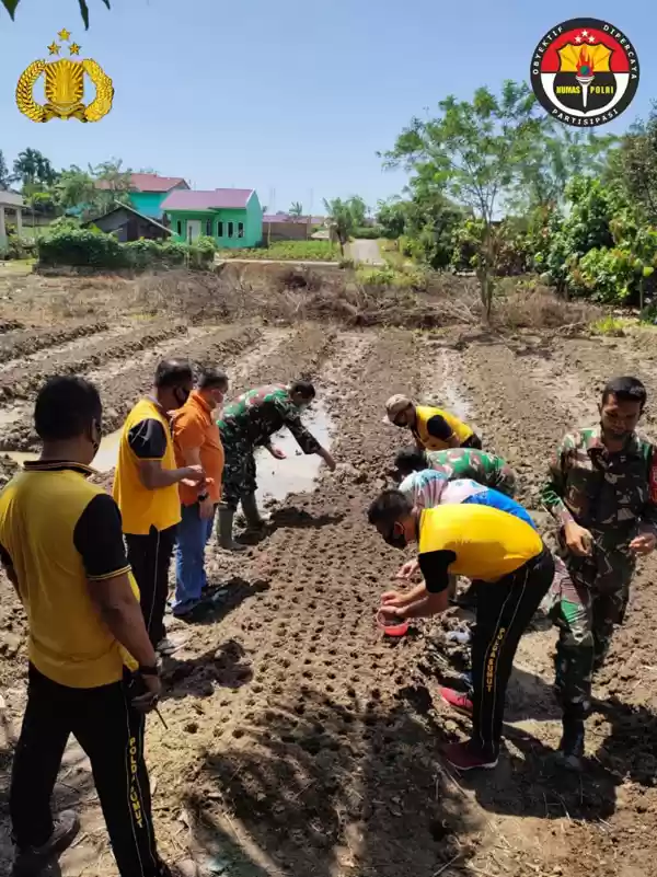 Bersama Masyarakat, Polsek Padang Hilir  Manfaatkan Lahan Tidur