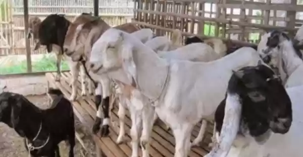 Lagi, Turki Sumbang 2.800 Hewan Kurban ke Aceh