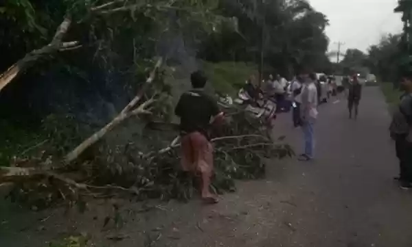 Tabrak Pohon Tumbang , Pengendara Sepeda Motor di Deliserdang Tewas