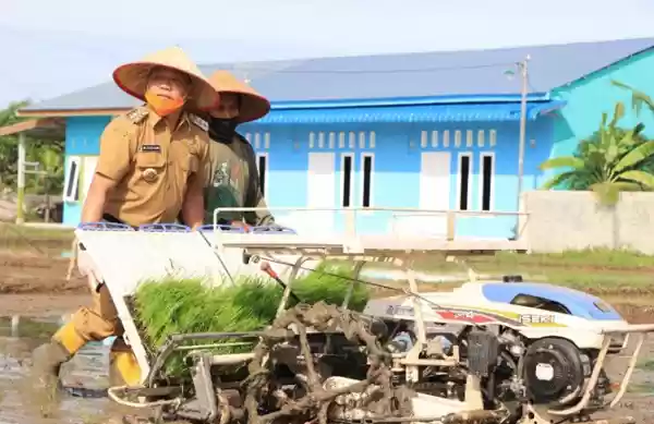 Pemko Binjai, Menanam Bibit Gunakan Rice Transplanter Sistem Tanam Jajar Legowo