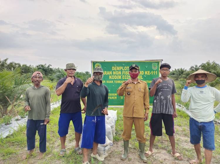 Pak Penghulu apresiasi demplot cabai program TMMD.