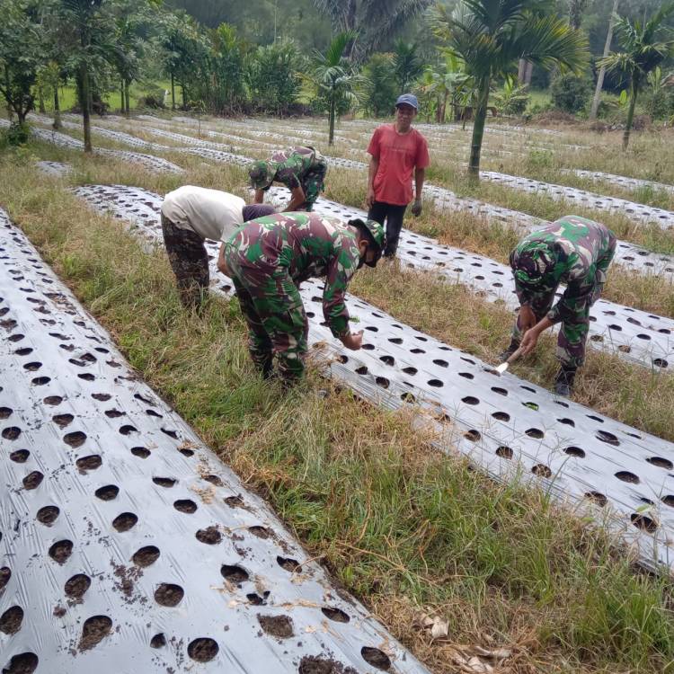 Anggota Satgas TMMD Kunjungi Kebun Penyemaian Bibit Jagung