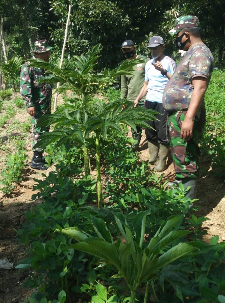 Anggota Satgas TMMD/N ke 111 Gali Potensi Budidaya Porang