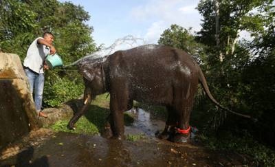 Sedihnya, Warga Kampung Karang Ampar Tewas di Injak Gajah Liar