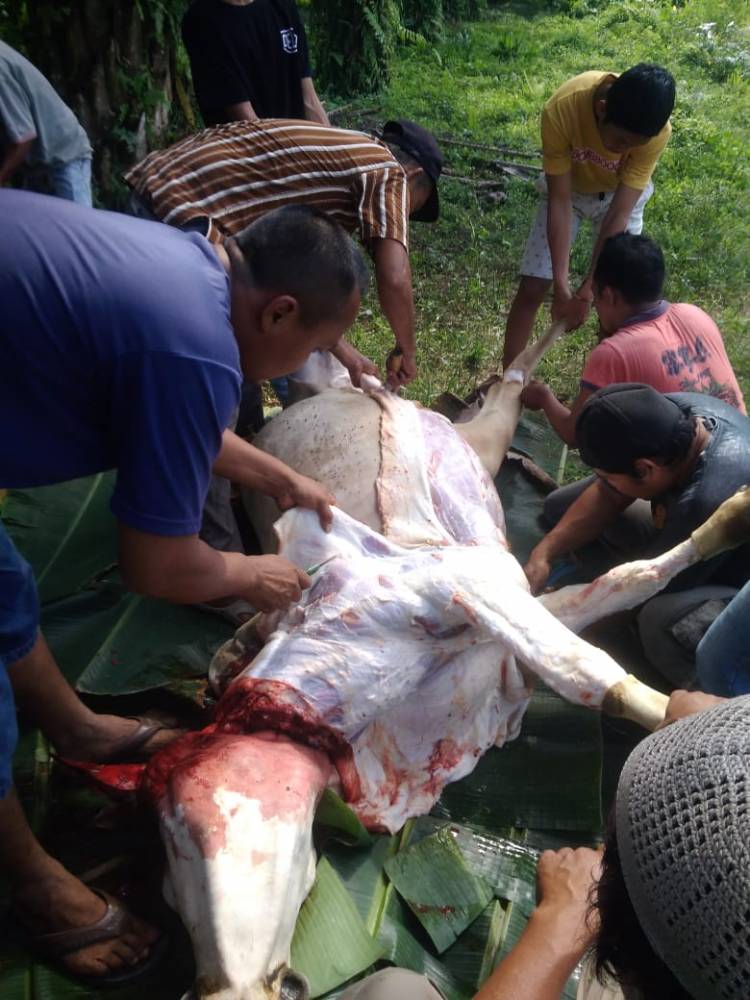 Masjid Al Islah Joharan Perlanaan Sembelih 10 Ekor Hewan Qurban