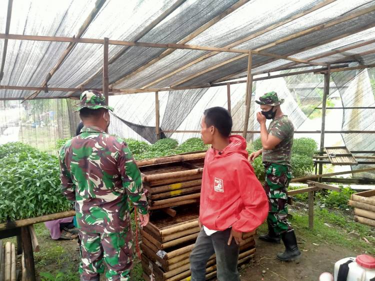 Anggota Satgas TMMD/N ke 111 Menimba Ilmu Bersama Petani Cabe