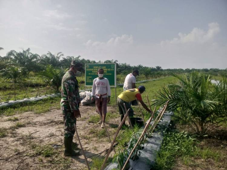 Babinsa dampingi warga demplot cabai program TMMD ke-111