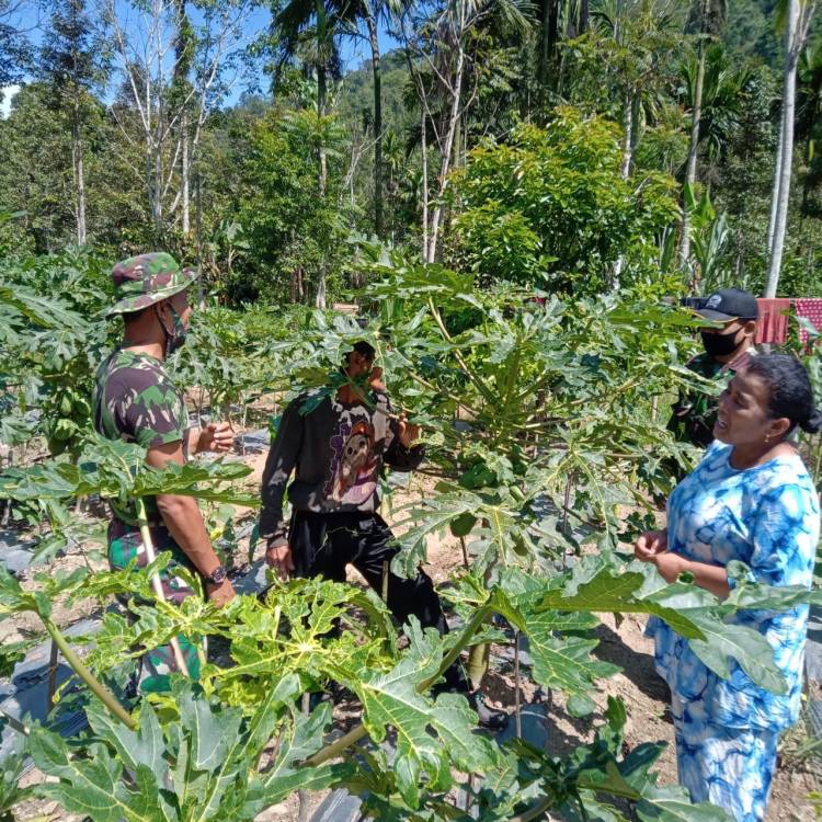 Anggota Satgas TMMD Mengunjungi Kebun Pepaya Milik Warga