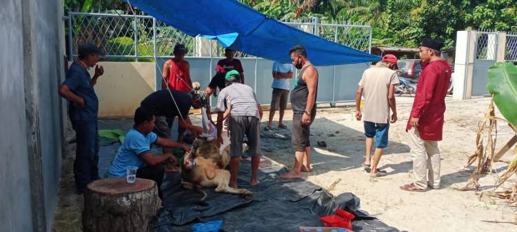 Nagori Perdagangan II,Sembelih 27 ekor Sapi Dan 63 Kambing Hewan Qurban