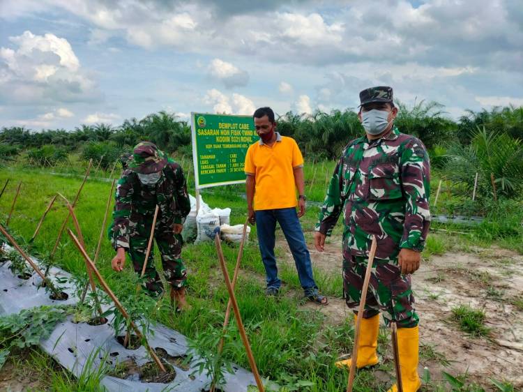 Kasdim 0321/Rohil tinjau demplot cabai program TMMD ke-111