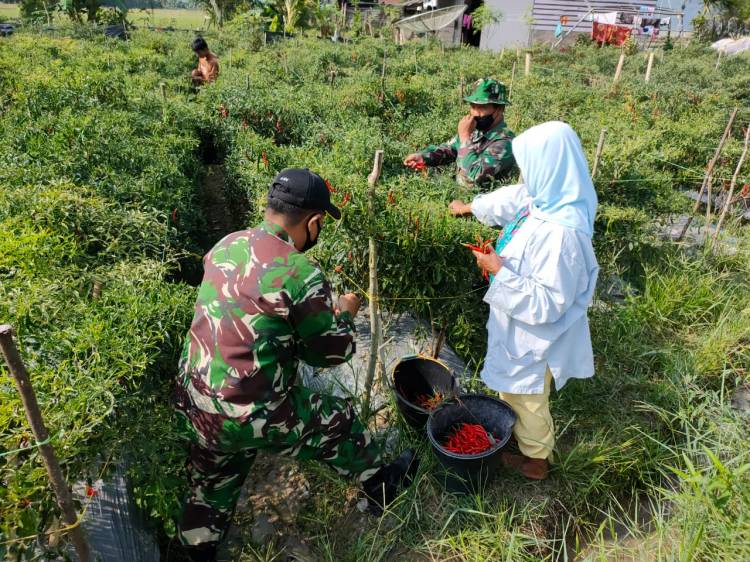 Wujud kepedulian, Personil Satgas TMMD/N Ke111 Kodim 0306/50 Kota Bantu Warga Memanen Cabe