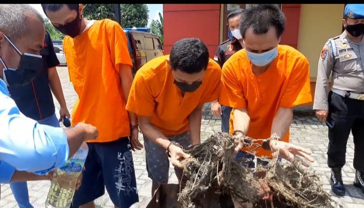 Polsek Patumbak  Musnahkan 40 Kg Ganja dengan Cara Dibakar di Depan  Tersangka