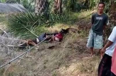 Sedang Mendodos Buah Sawit, Dua Pemuda Tewas Tergeletak di Kebun