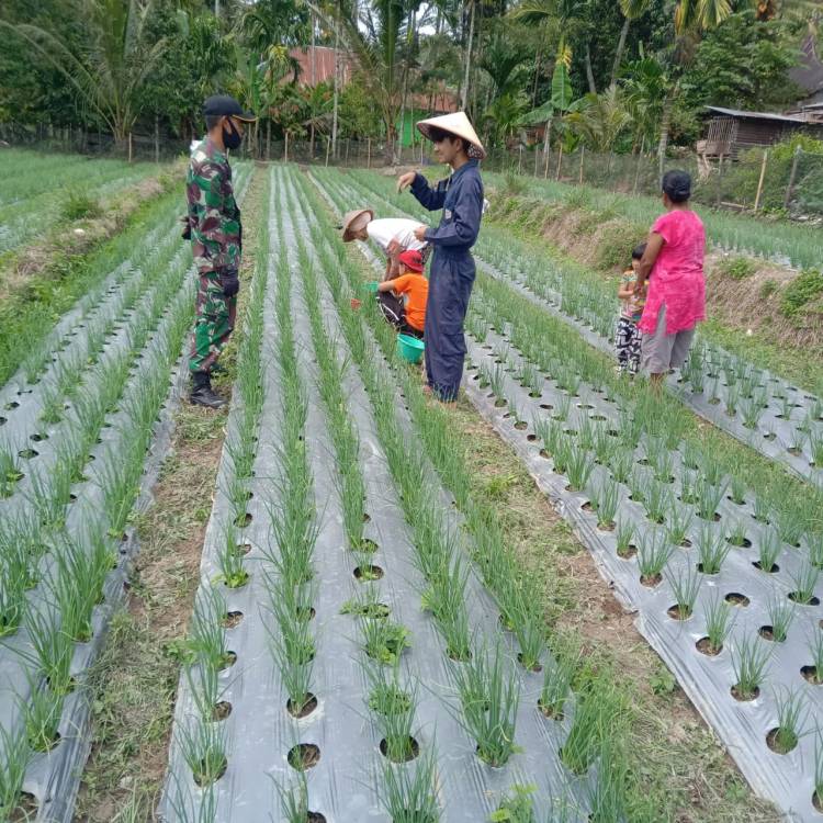 Anggota Satgas TMMD/N Kodim 0306/50 Kota Saling Berbagi Ilmu Dengan Petani Daun Bawang