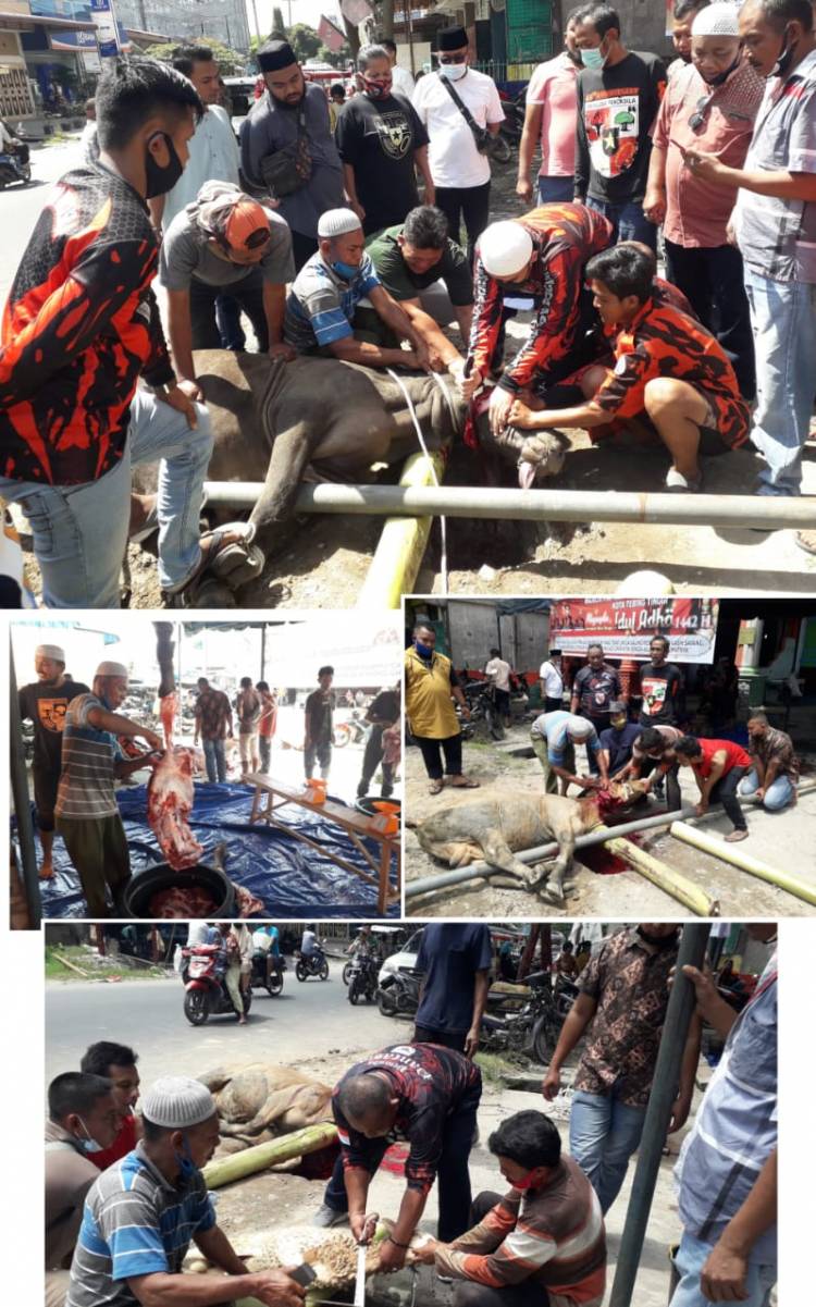 MPC PP Tebingtinggi Sembelih 2 Ekor Sapi Dan 3 Ekor Kambing
