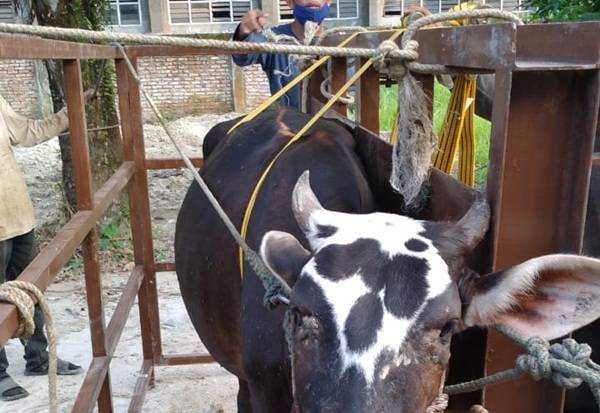 Mesjid Asy Syafi'iyah Medan Gunakan Alat Penjinak Sapi Qurban Karya Pegurus BKM