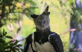 Burung Terbesar di Dunia yang Terancam Kelaparan