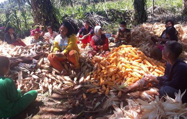 Satgas TMMD Kodim 0204/DS Bantu Warga Memipil Jagung