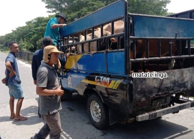 Dinas Peternakan Dan Hewan Kabupaten Asahan Extra Ketat Periksa Kesehatan Hewan Qurban