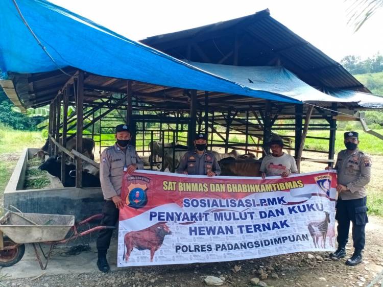 Sat Binmas Polres Padangsidimpuan Sosialisasi PMK ke Peternak Hewan
