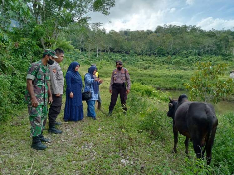 Pengawasan PMK Bagi Ternak Hewan Qurban Menyasar Ke Angkola Julu
