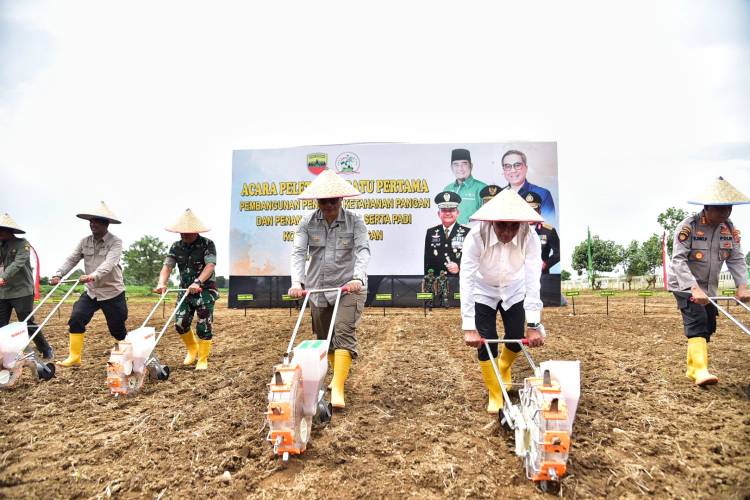 Gubernur Sumut Tanam Jagung Bersama Wamen Pertanian