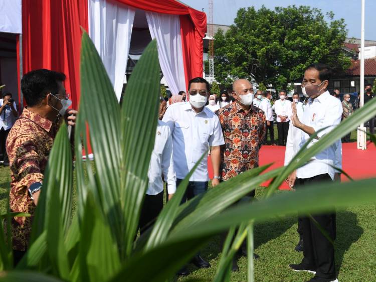 Inovasi Minyak Makan Merah sebagai Alternatif Pencegahan Stunting