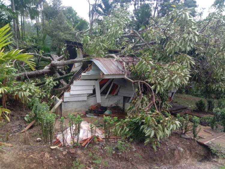 4 Warga Tewas Tertimpa Pohon di Madina
