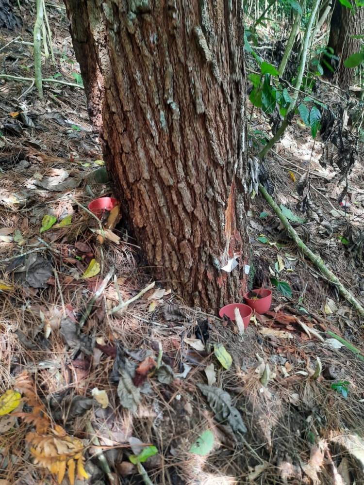 Kades Gunpar Berang, Hutan Pinus Dideres Anggota Koptan