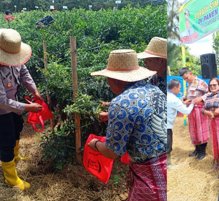 Bupati Simalungun dan Kapolres Simalungun Menghadiri Panen Raya Komoditi Cabai Merah di Kabupaten Simalungun