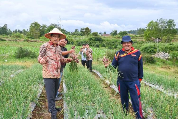 Bupati Humbahas Monitoring Pertanaman Bawang Merah di Lintongnihuta
