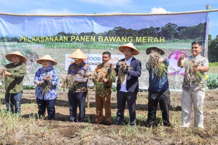 Panen Bawang Merah 10 Ton di Food Estate Pollung