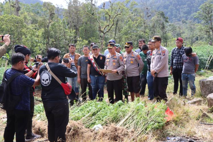 Polres Karo Sita Ratusan Batang Daun Ganja