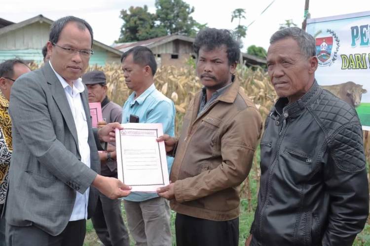 Bupati Humbahas Serahkan 56 Ekor Sapi Kepada Kelompok Tani