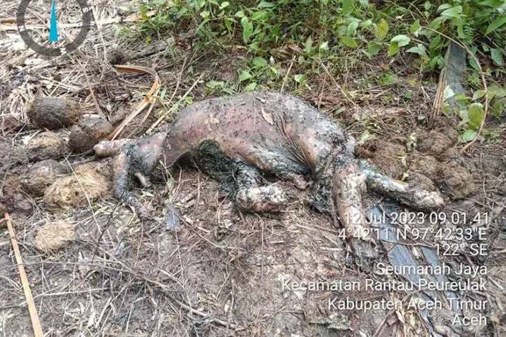 Apa Penyebab Matinya Anak Gajah di  Afdeling 1 PT Atakana