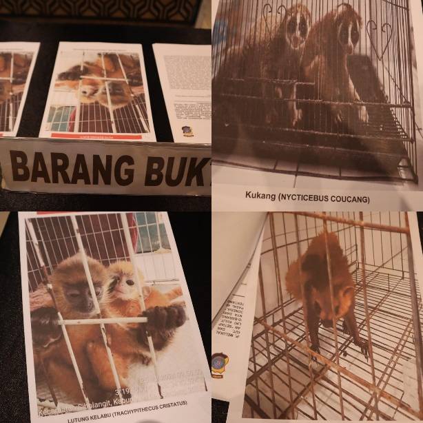 Polrestabes Medan Gagalkan Perdagangan Satwa Dilindungi, 4 Lutung Sumatera dan 2 Kukang Disita