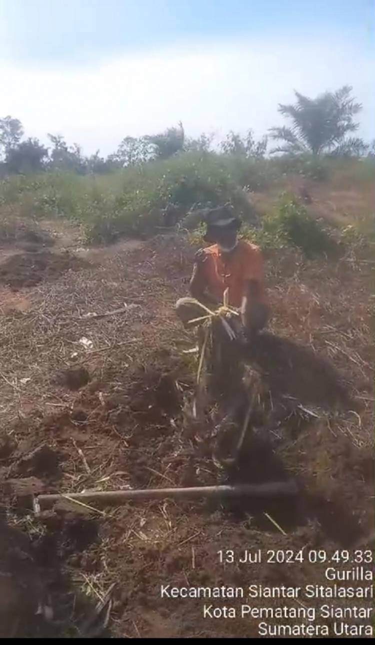 Pengarapan Kelompok Tiomerli Sintinjam Rusam Tanaman Sawit Milik Perkebunan PTPN IV Di sinyalir Mengundang Penggarap Baru