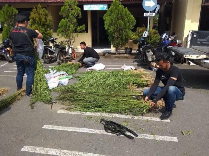 Ladang Narkotika Jenis "Daun Kering" Seluas 2,5 Hektar Ditemukan Tim Gabungan