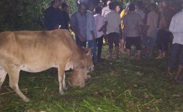 Tak Pulang  Hingga Malam, Peternak di Temukan Warga Meninggal di Kebun