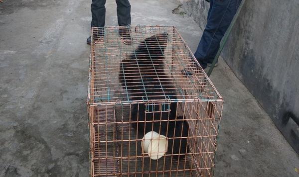 Polisi dan BKSDA Sita Tiga Ekor Binturong dari Warga di Medan