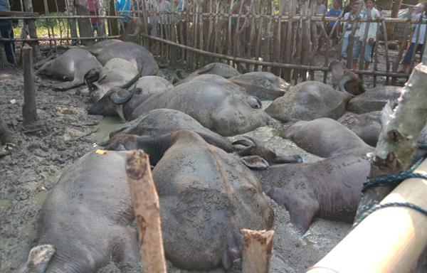 Penggembala di Tapteng Tewas Disambar Petir, Termasuk 19 Ekor Kerbaunya Mati