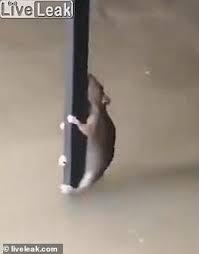 Agar Selamat dari Maut, Perjuangan Seekor Tikus Viral