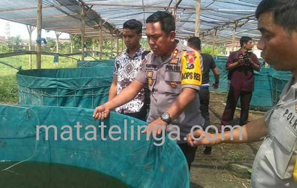 Kapolres Asahan Tinjau Budidaya Lele di Polsek Kota Kisaran
