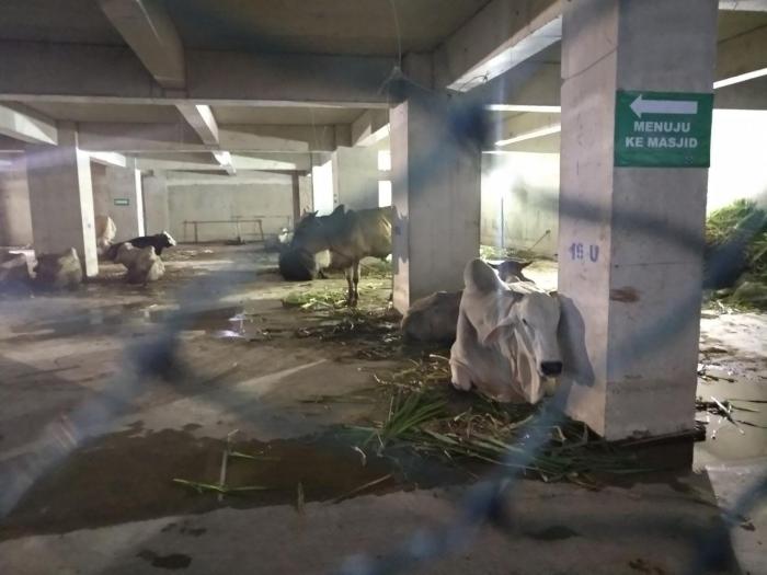  Presiden Republik Indonesia Joko Widodo Sumbang Sapi Qurban di Mesjid Agung