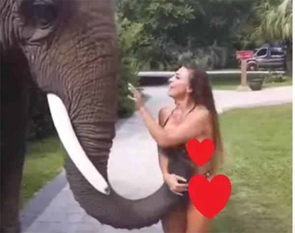 Gajah di Taman Safari Raba Payudara Model jadi Viral